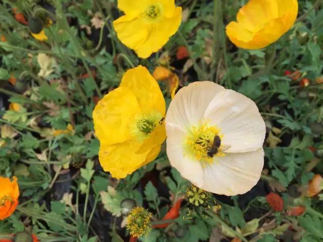 福利春季晒花大赛开始投票啦，价值万元好礼等你来拿！（后附石象湖门票中奖名单）