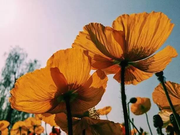 福利春季晒花大赛开始投票啦，价值万元好礼等你来拿！（后附石象湖门票中奖名单）