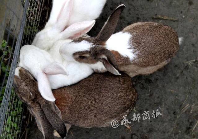 成都附近动物城,成都周边动物乐园