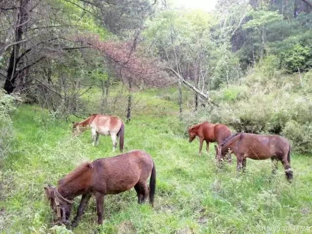 成都附近动物城,成都周边动物乐园