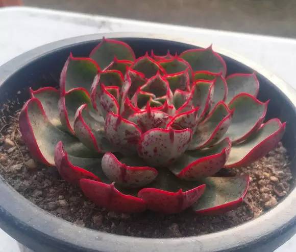 罗西玛种类,罗西玛多肉杂交品种