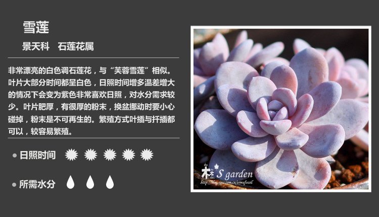 史上最全的多肉植物名字对照图，终于找齐了！