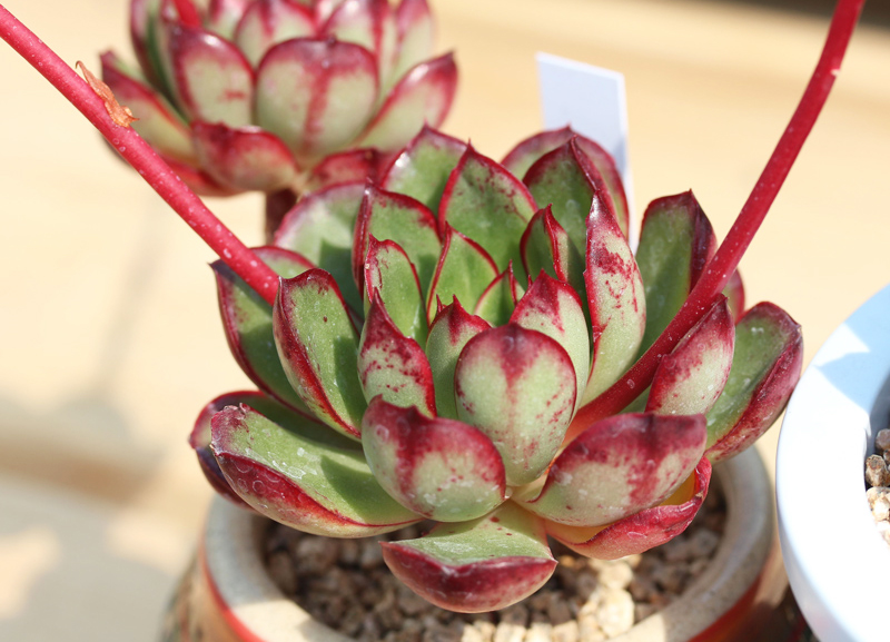 罗西玛种类,罗西玛多肉杂交品种