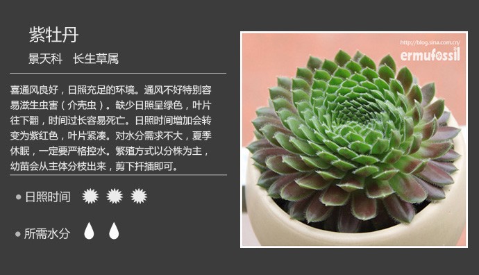 史上最全的多肉植物名字对照图，终于找齐了！