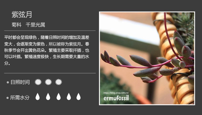 史上最全的多肉植物名字对照图，终于找齐了！