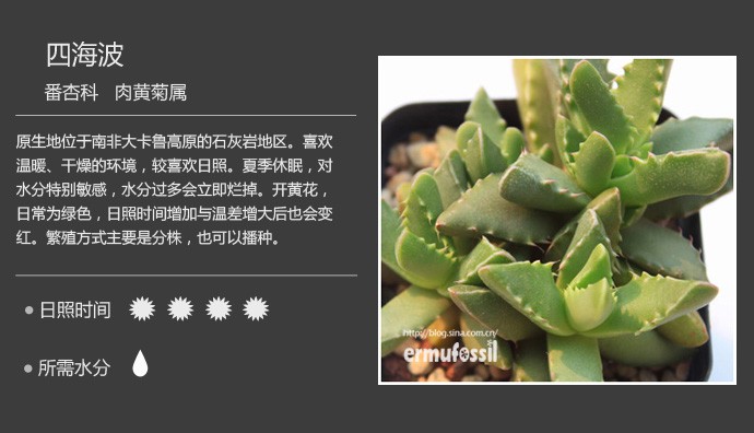 史上最全的多肉植物名字对照图，终于找齐了！