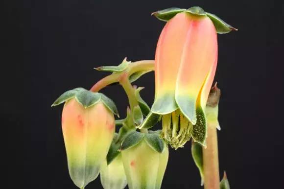 罗西玛种类,罗西玛多肉杂交品种