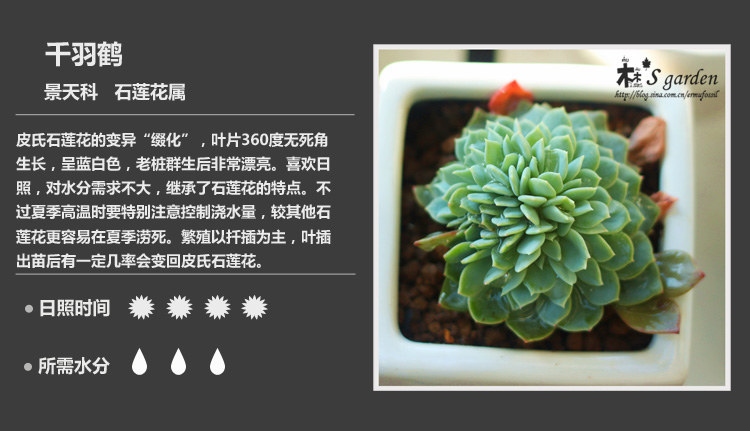 史上最全的多肉植物名字对照图，终于找齐了！