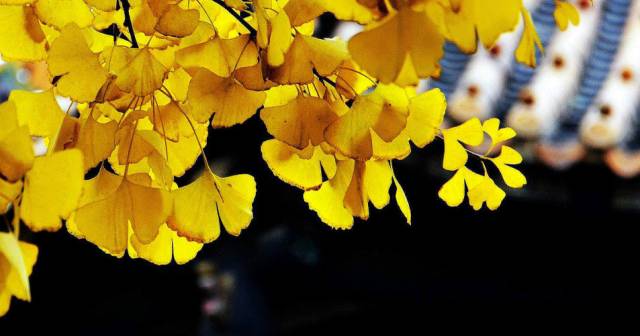 北方最大的银杏林在哪里,中国最大面积的银杏树林在哪里