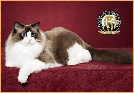 吸猫大赛第一名,吸猫大赛白喵