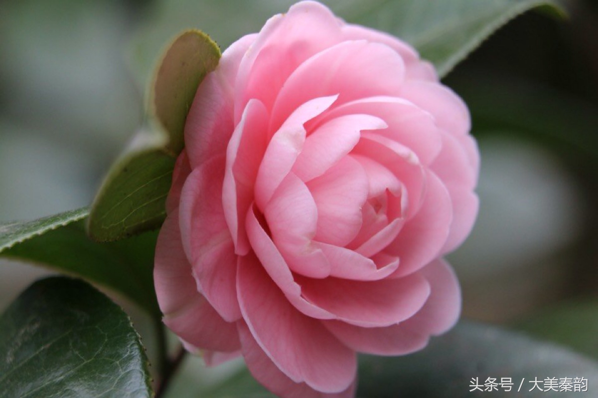 全国各地市花大全,各地市花是什么花