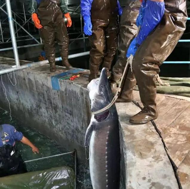 云南鲟鱼谷,中国清江鲟鱼谷