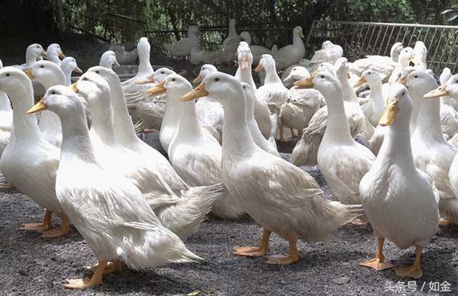 养殖鸭一年能产多少蛋,肉鸭一年养几批