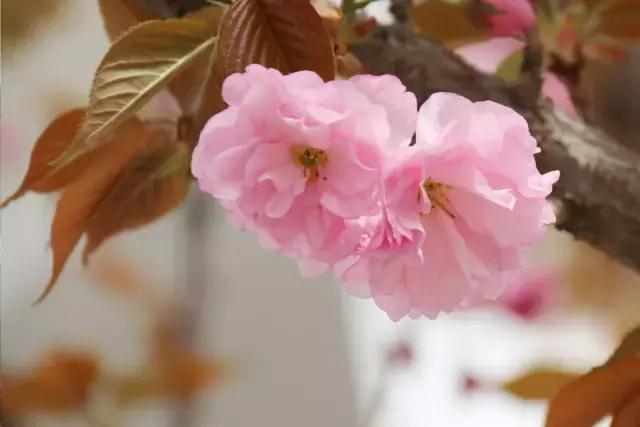 相约一起赏樱花,相约樱花园美景图片