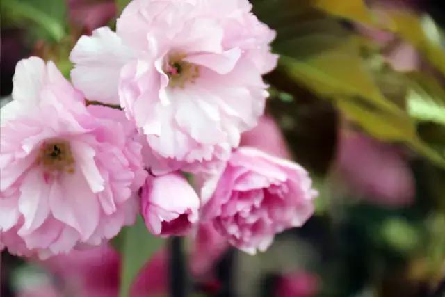 相约一起赏樱花,相约樱花园美景图片