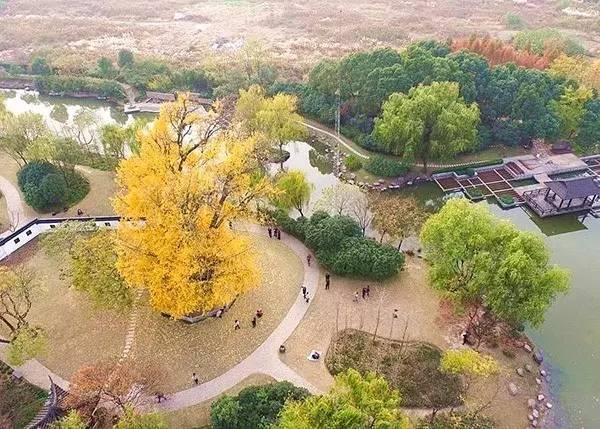 上海1200岁树王,上海树王老照片