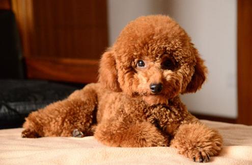 泰迪李小贝是什么品种,每日一读狗狗品种博美