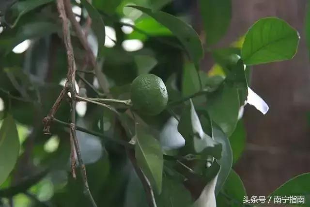你好南宁纪录片,南宁师范大学介绍