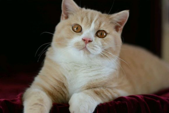 英短乳白猫重点色,英短灰白猫丁香色