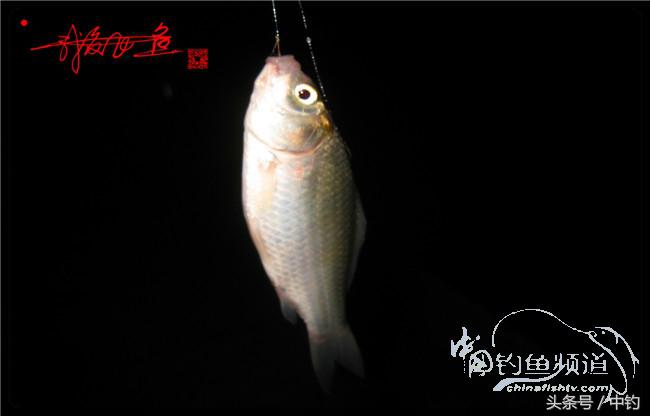 鱼口稀什么意思,鱼口又轻又慢