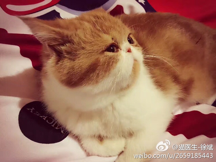 猫咪乱尿视频,猫咪好端端乱撒尿