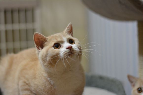 英短乳白猫重点色,英短灰白猫丁香色