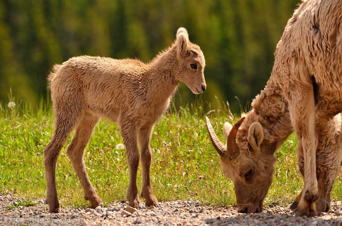 羊巴氏杆菌用什么药,猪巴氏杆菌病症状和治疗论文