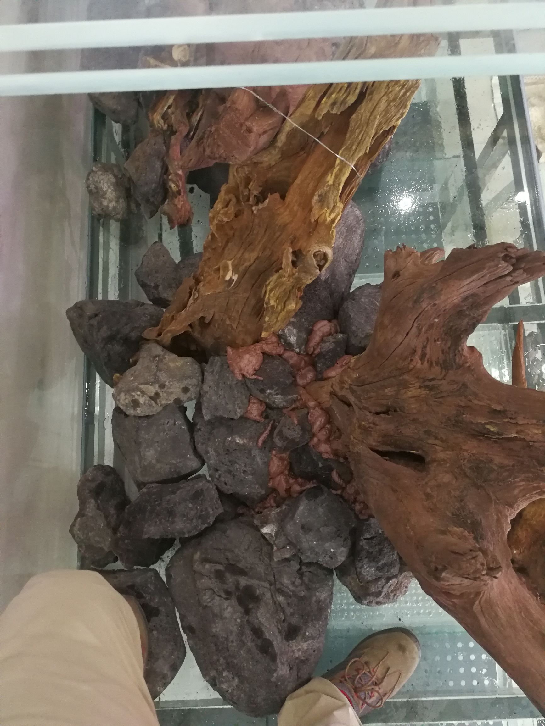 水草缸可以养龙鱼吗,震撼草缸