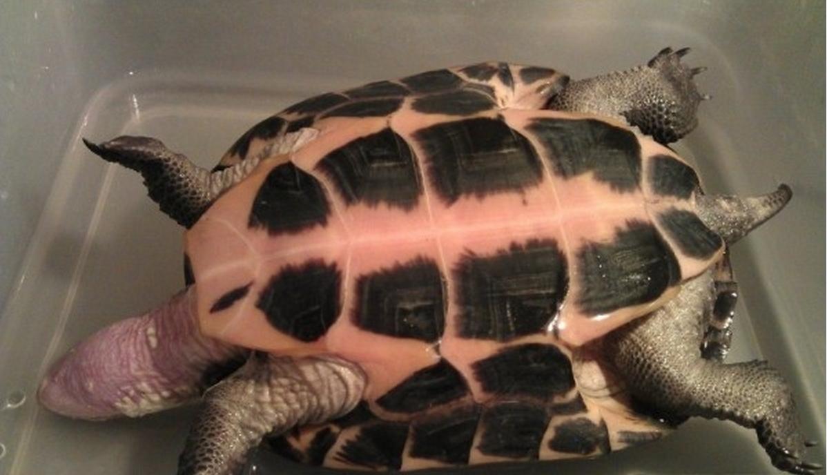 小病怎么治疗才有效,小病治疗常识大全