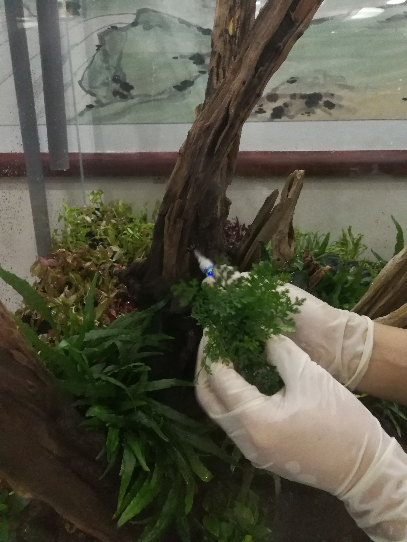 大墙鱼缸,40公分的缸养40的龙鱼