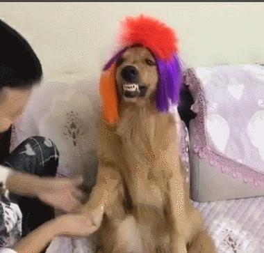 雪橇犬哈士奇改行拉车,雪橇犬拉车哈士奇