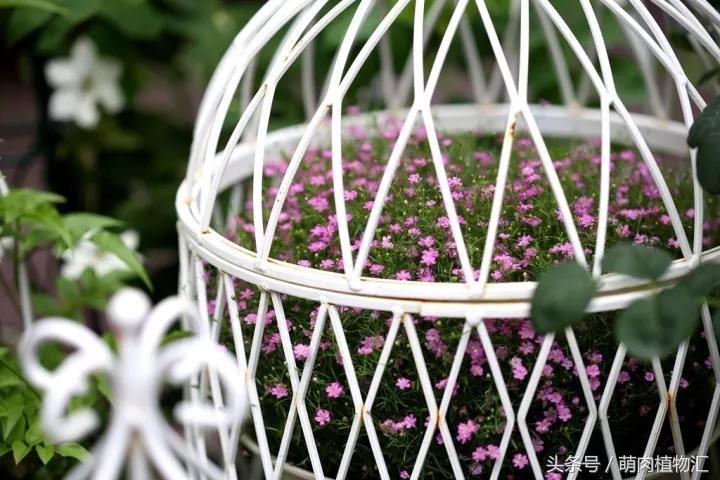 10月适合养的草花 (适合北方的春季草花)