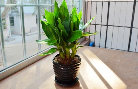 观音竹叶子发黄怎么救还能变青吗,文竹叶子发黄怎么养花