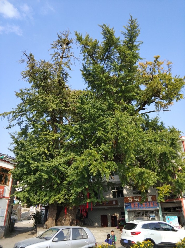 贵阳市乌当区千年银杏古树,贵阳蓬莱仙境景区银杏树