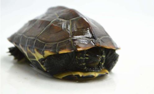 乌龟不吃食物怎么办呢,乌龟冬眠为什么不吃食物