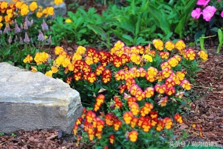 10月适合养的草花 (适合北方的春季草花)