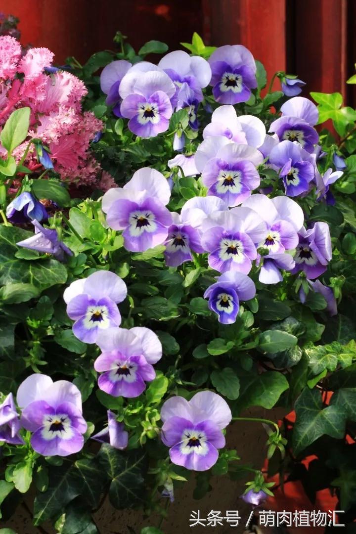 10月适合养的草花 (适合北方的春季草花)