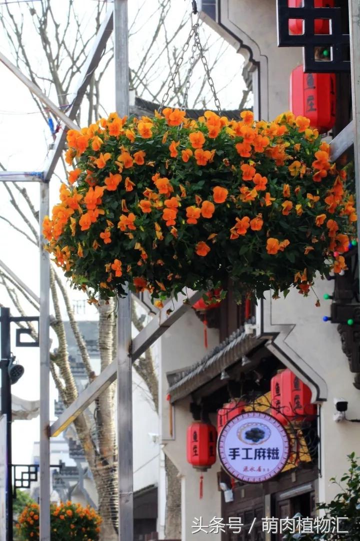 10月适合养的草花 (适合北方的春季草花)