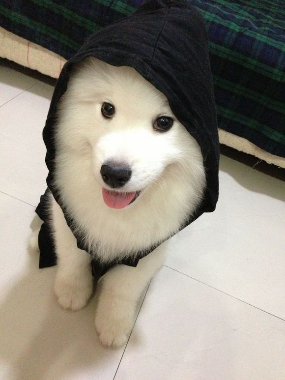 萨摩喘气是什么病,萨摩耶常见病