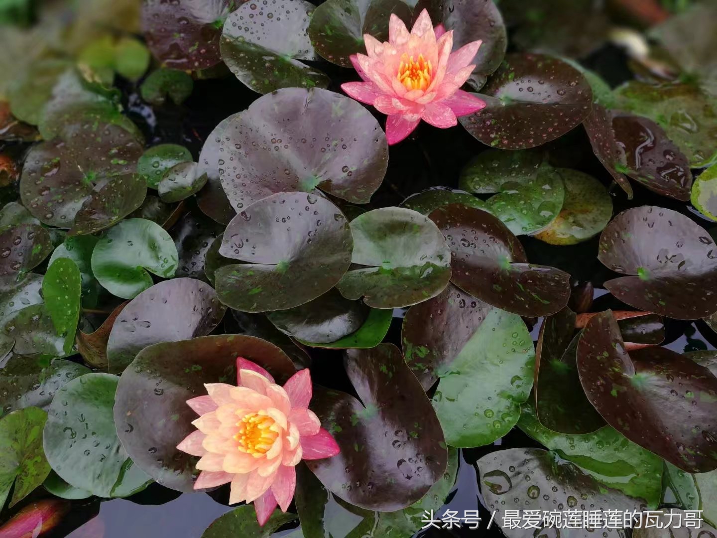 漂亮又省心的睡莲,花中的睡美人睡莲