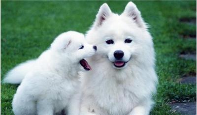 萨摩喘气是什么病,萨摩耶常见病