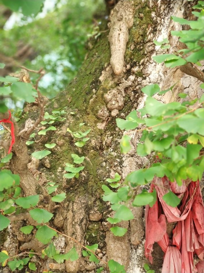 贵阳市乌当区千年银杏古树,贵阳蓬莱仙境景区银杏树