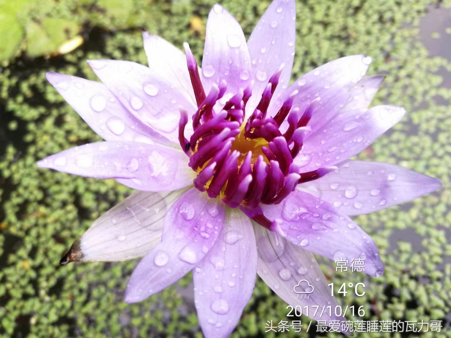 漂亮又省心的睡莲,花中的睡美人睡莲