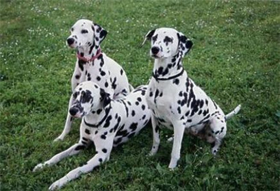 斑点犬容易得什么病,斑点狗疾病怎么预防传染