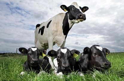 母牛头胎胎儿太大母牛难产怎么办,母牛难产的原因及常用的救助方法