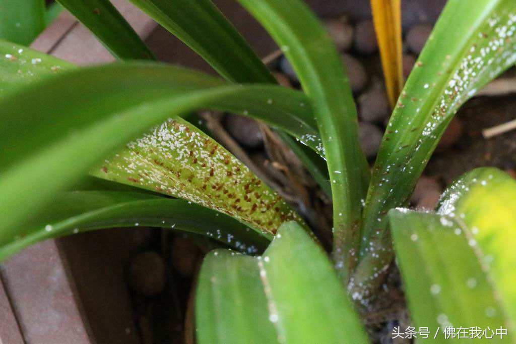 家里的植物长虫了,又不想打农药,可以试试这几种办法
