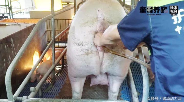 改善母猪便秘的方法,母猪便秘一根管子解决