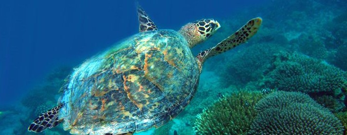 马尔代夫豪华蜜月游,马尔代夫六星级