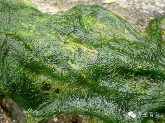 河蟹塘青苔爆发的处理方案,河蟹塘的青苔