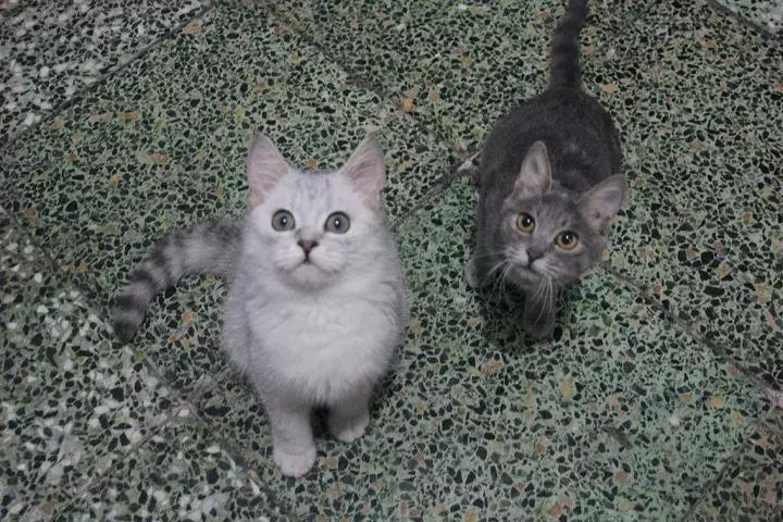 人类吸猫小史,人类吸猫的时候猫是怎么想的